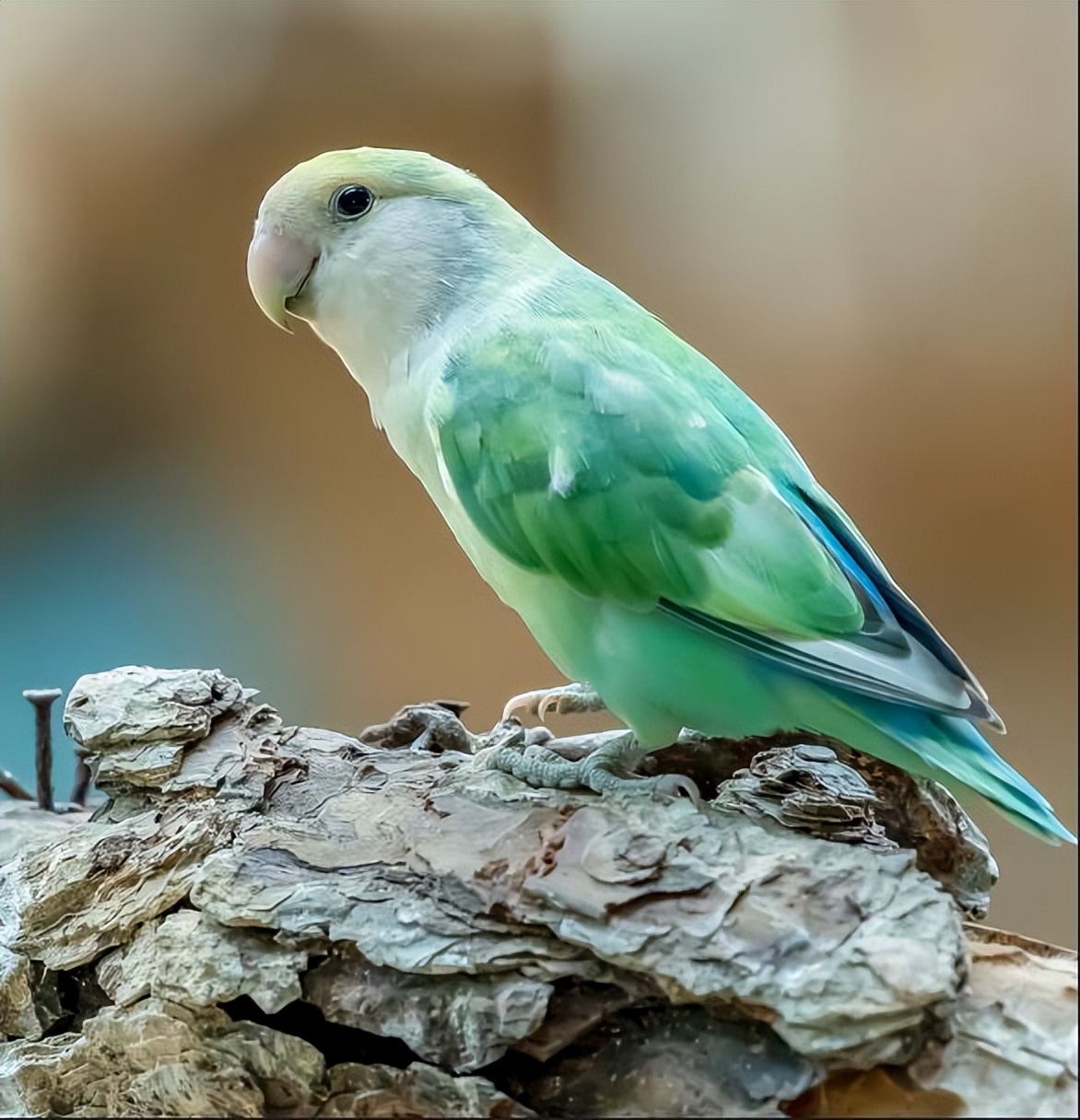 性价比高的小程序开发平台_开发小程序需要什么服务器_小程序开发工具推荐