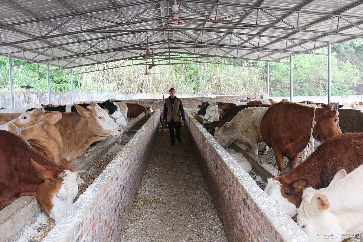 养猪业动态信息_中国养猪网 手机版_最新养猪资讯平台