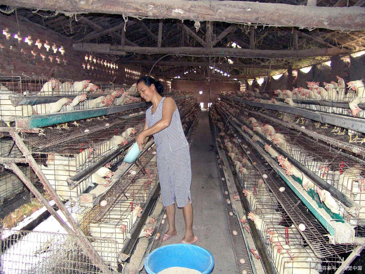 养猪业动态信息_最新养猪资讯平台_中国养猪网 手机版