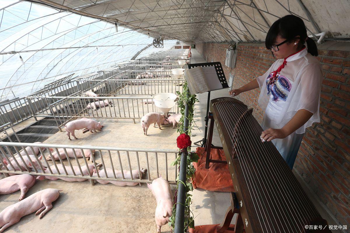 中国养猪网 手机版_养猪业动态信息_最新养猪资讯平台