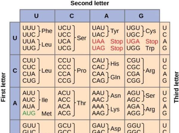 密码子偏好性是什么_同义密码子非均衡使用_密码子偏性