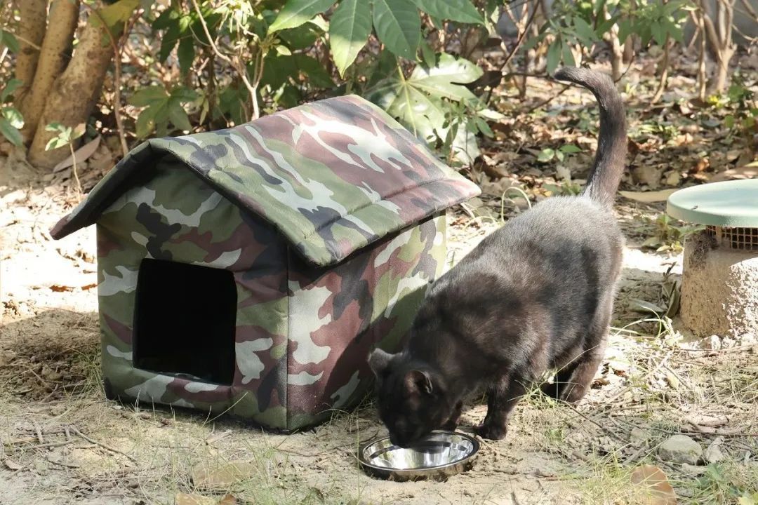 和谐相处流浪动物_猫咪社区app老版官网_社区治理流浪动物